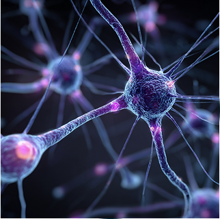 Neuro-Immune Interactions