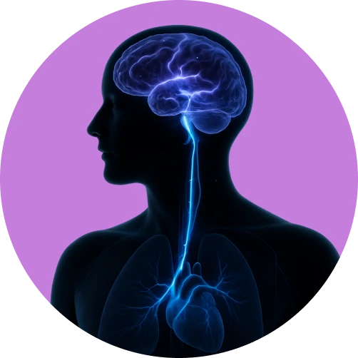 Circuitry and Brain-Body Interactions