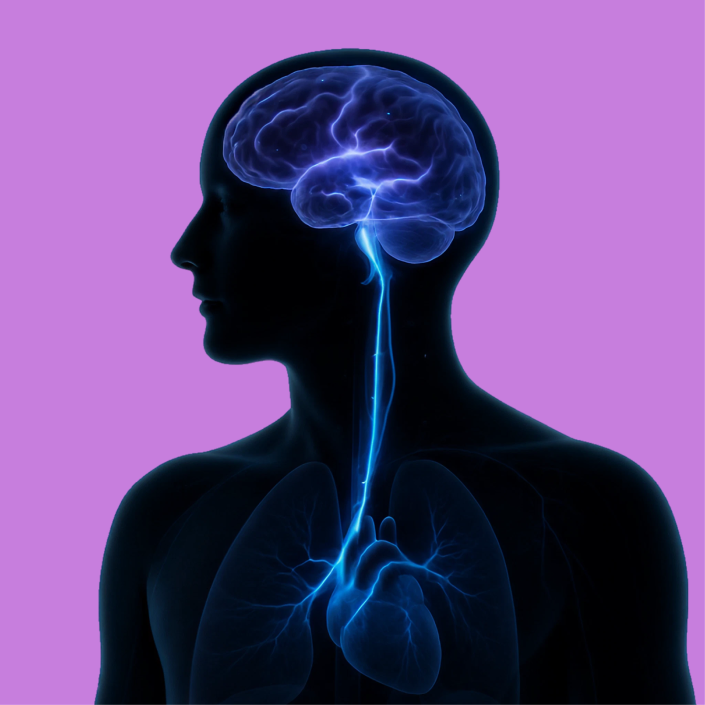 Circuitry and Brain-Body Interactions