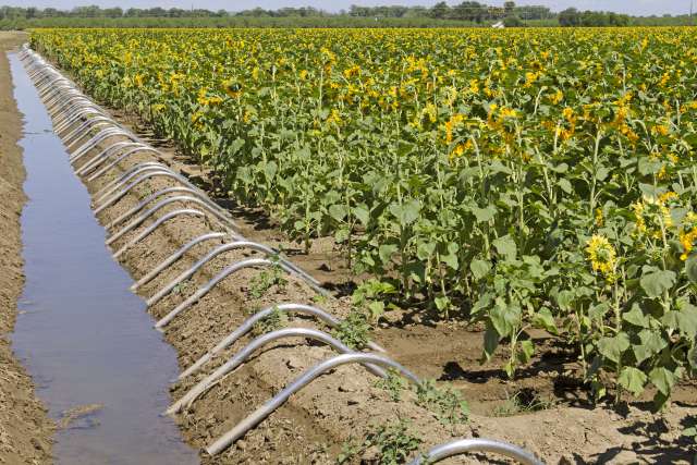 UCLA to lead $9M study on pesticides’, air pollutants’ link to Parkinson’s disease risk
