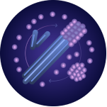 Alpha-synuclein Seeding
